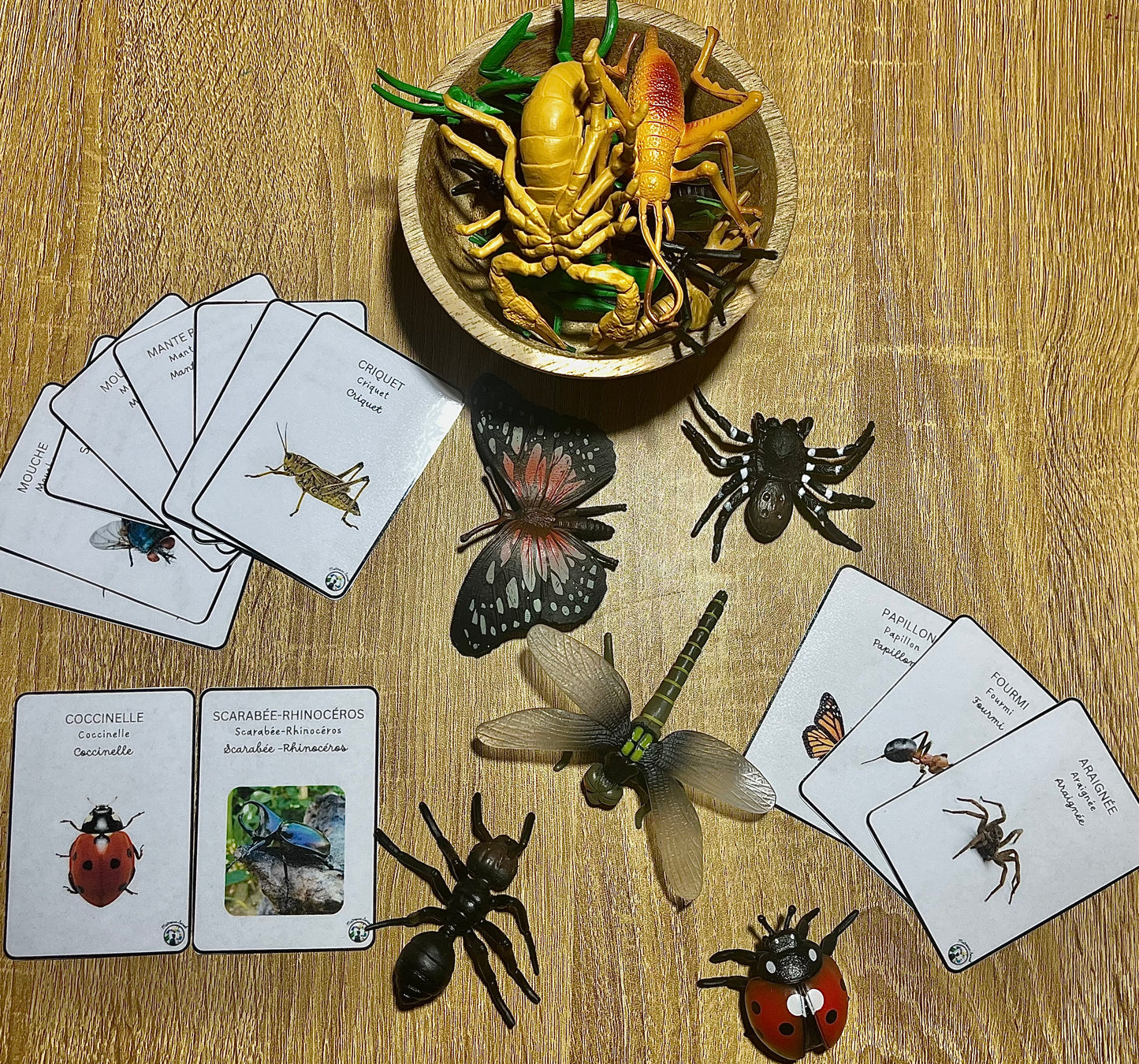 Notre atelier - "Les insectes"