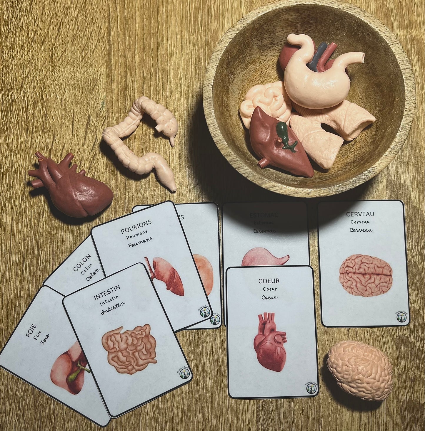 Notre atelier - "Les organes du corps humain"