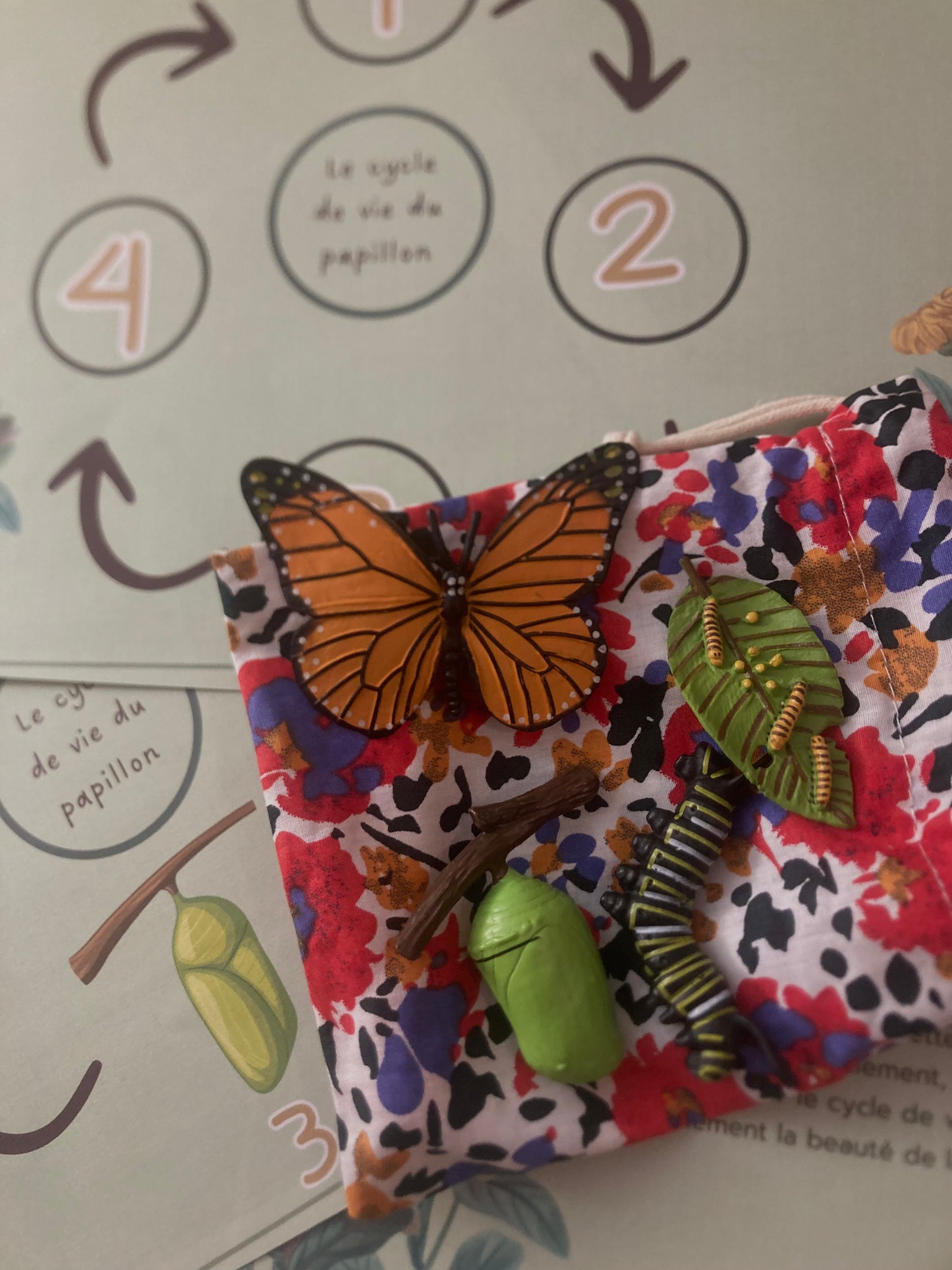 Notre atelier - "Le cycle de vie du papillon"
