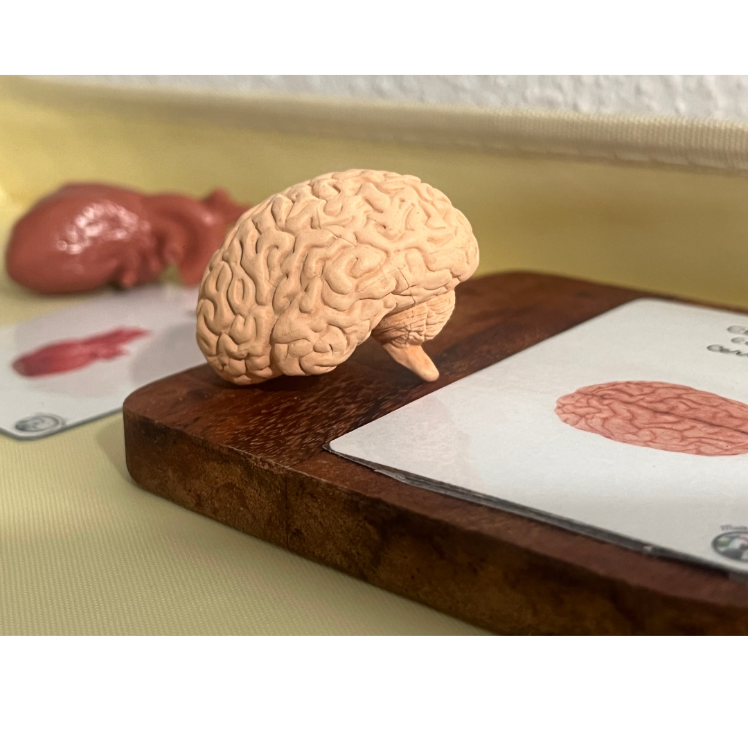 Notre atelier - "Les organes du corps humain"