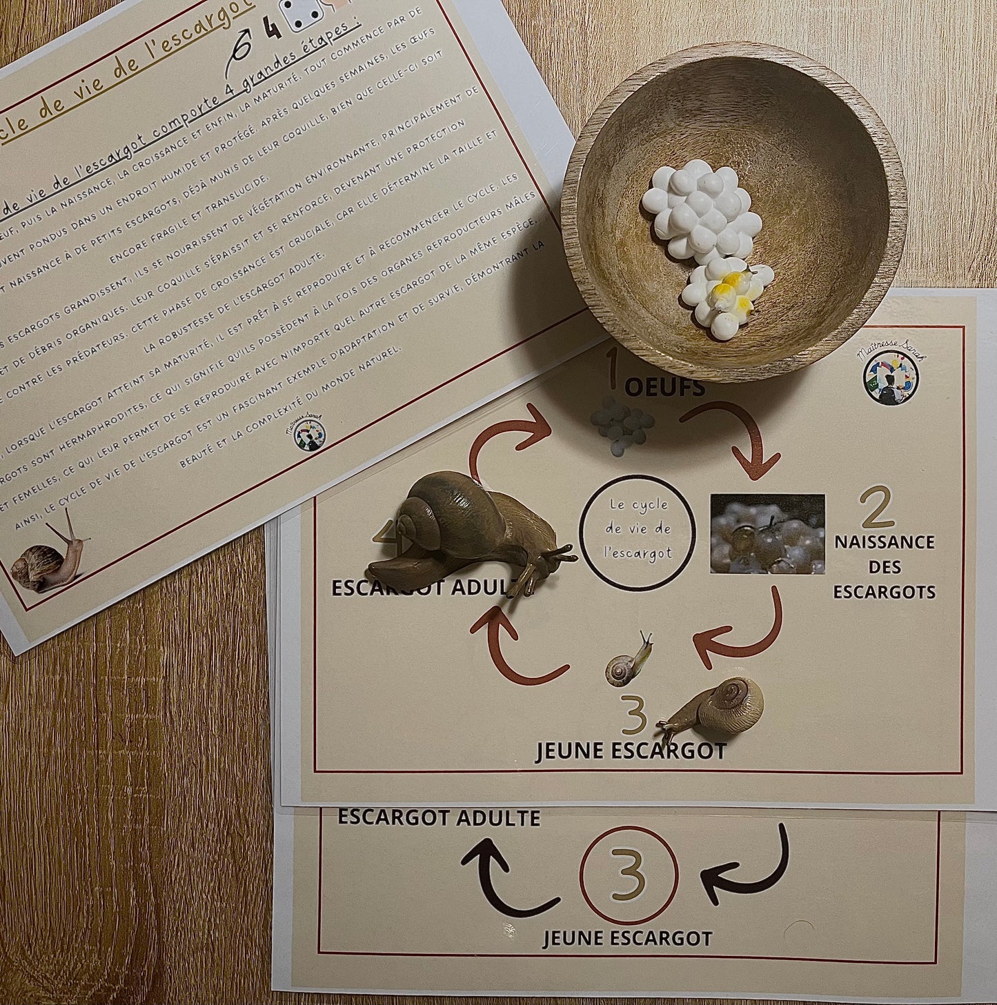 Notre atelier - "Le cycle de vie de l’escargot"
