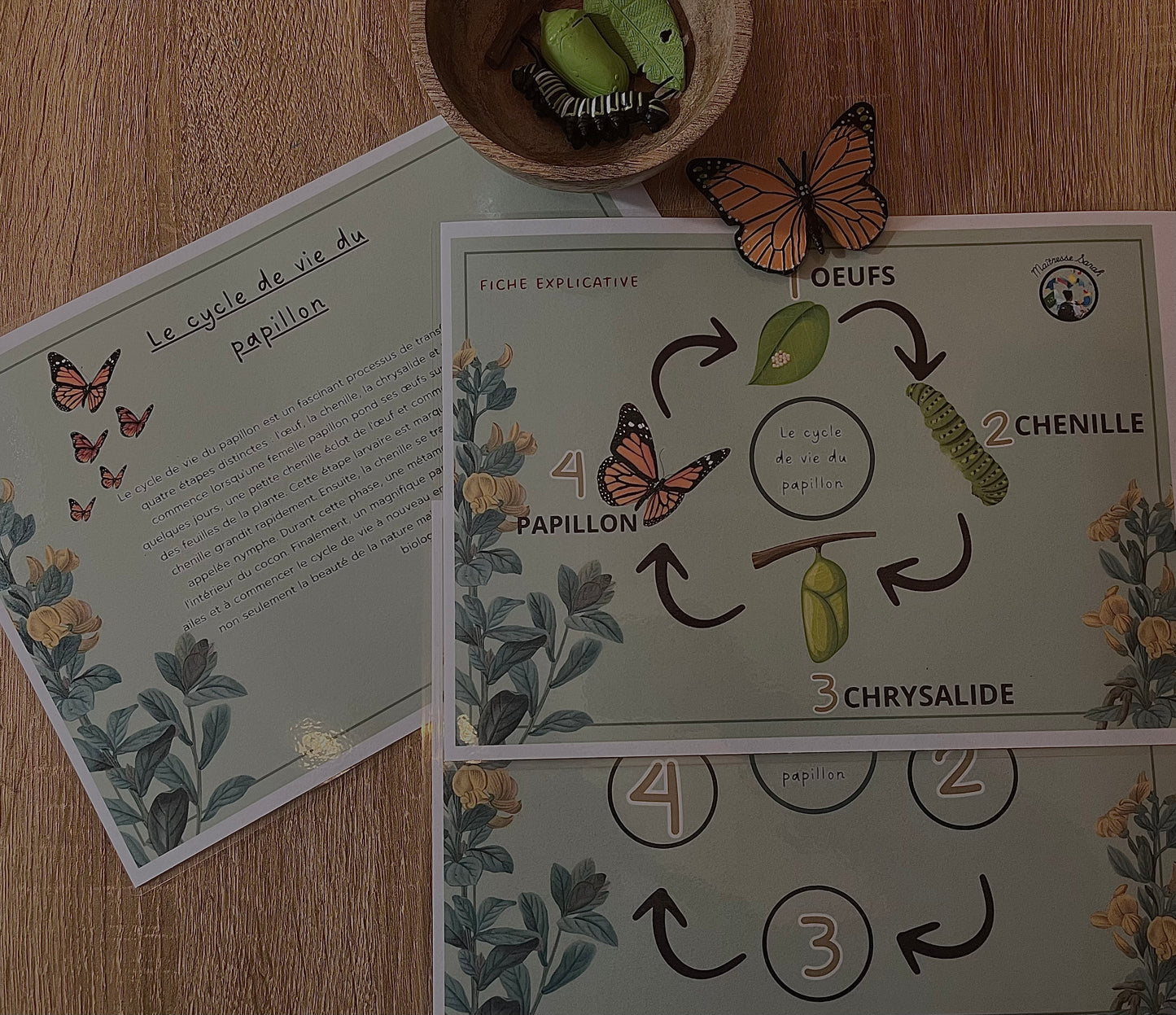 Notre atelier - "Le cycle de vie du papillon"