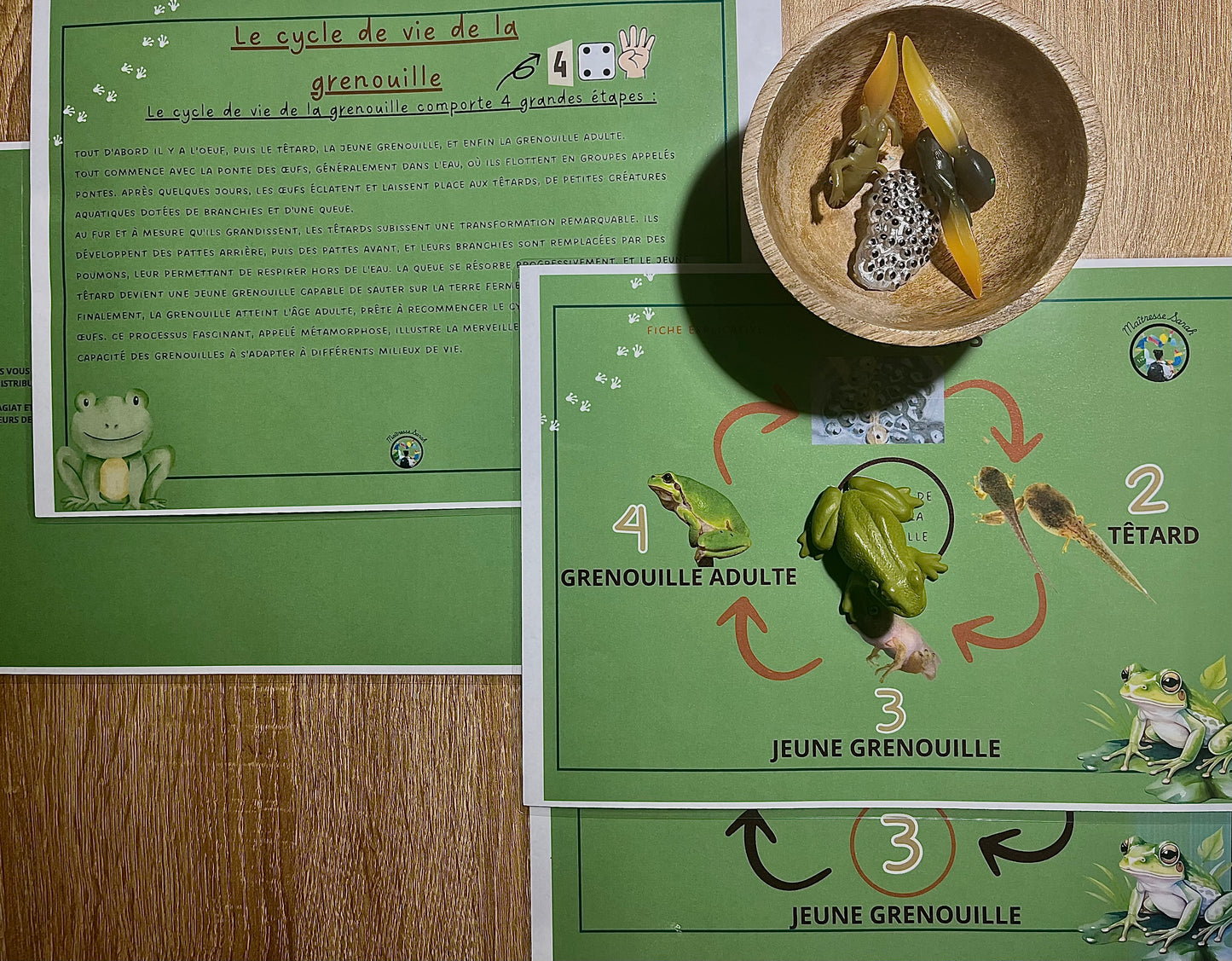 Notre atelier - "Le cycle de vie de la grenouille"