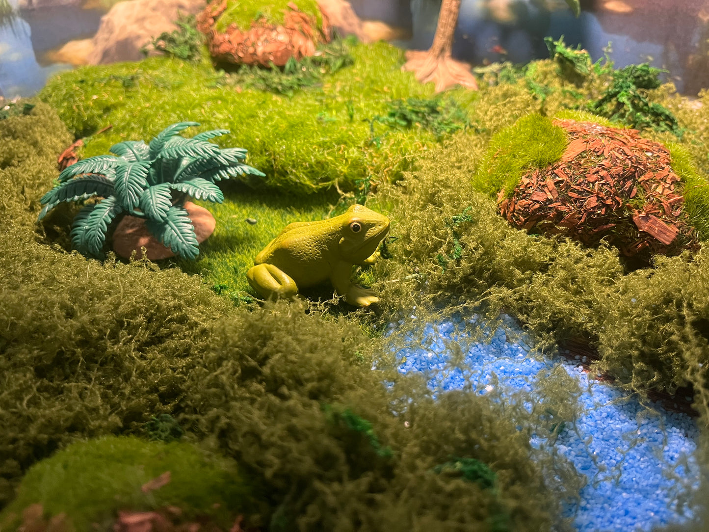 Notre atelier - "Le cycle de vie de la grenouille"