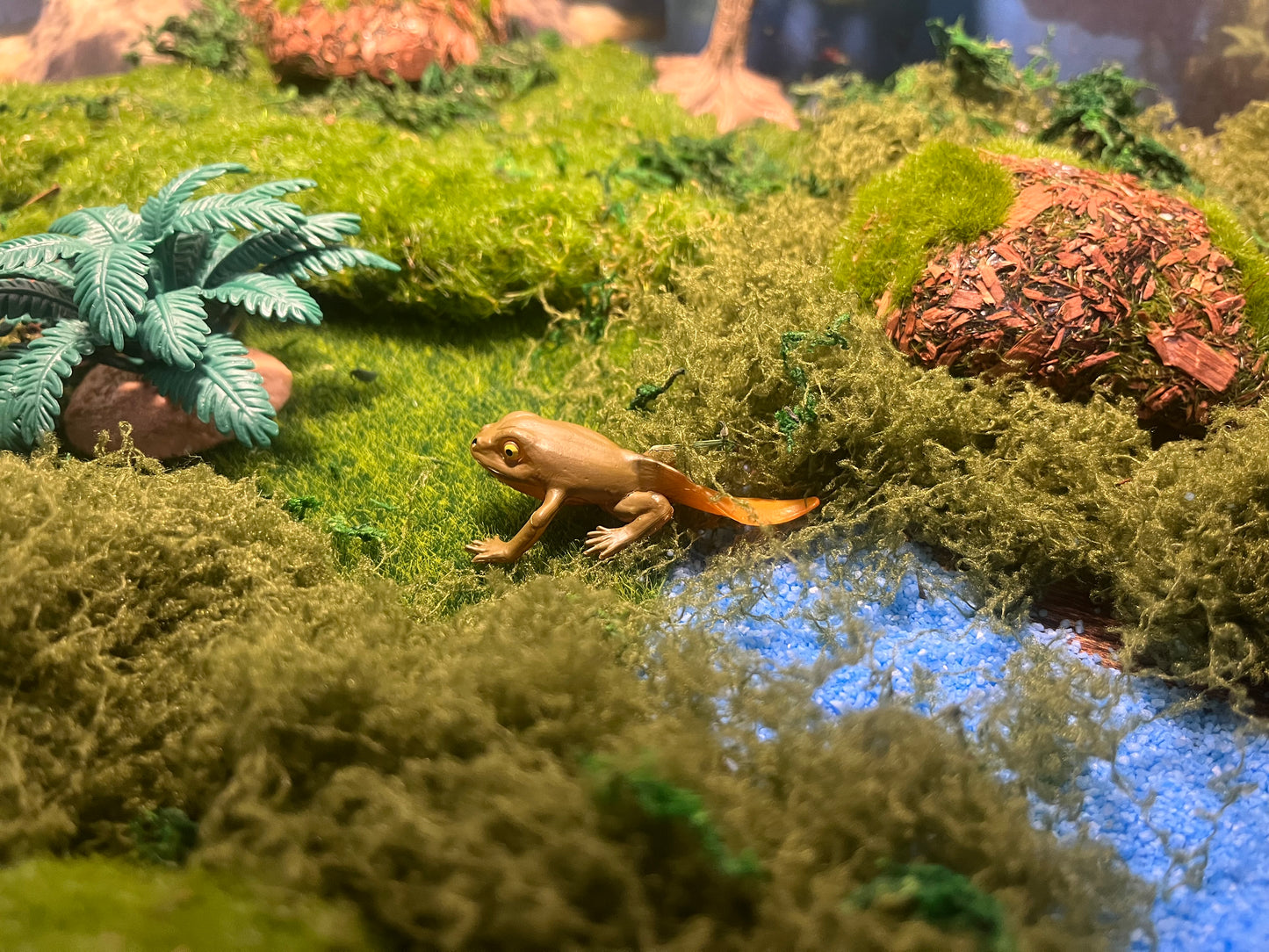 Notre atelier - "Le cycle de vie de la grenouille"