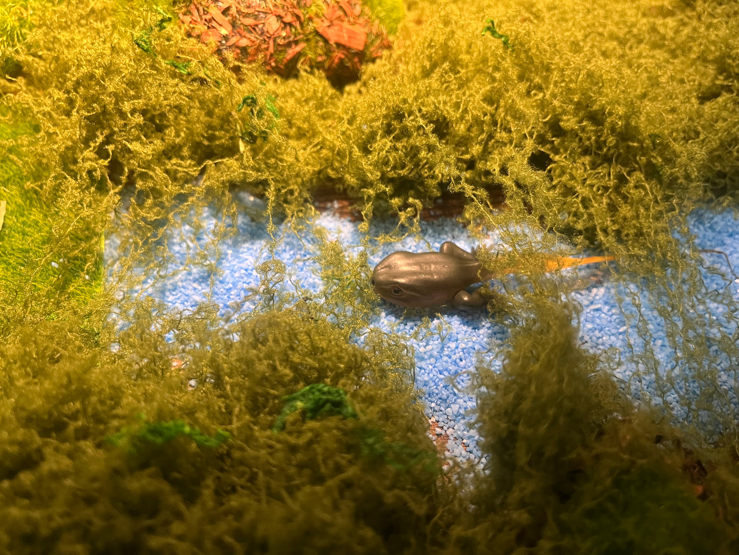 Notre atelier - "Le cycle de vie de la grenouille"