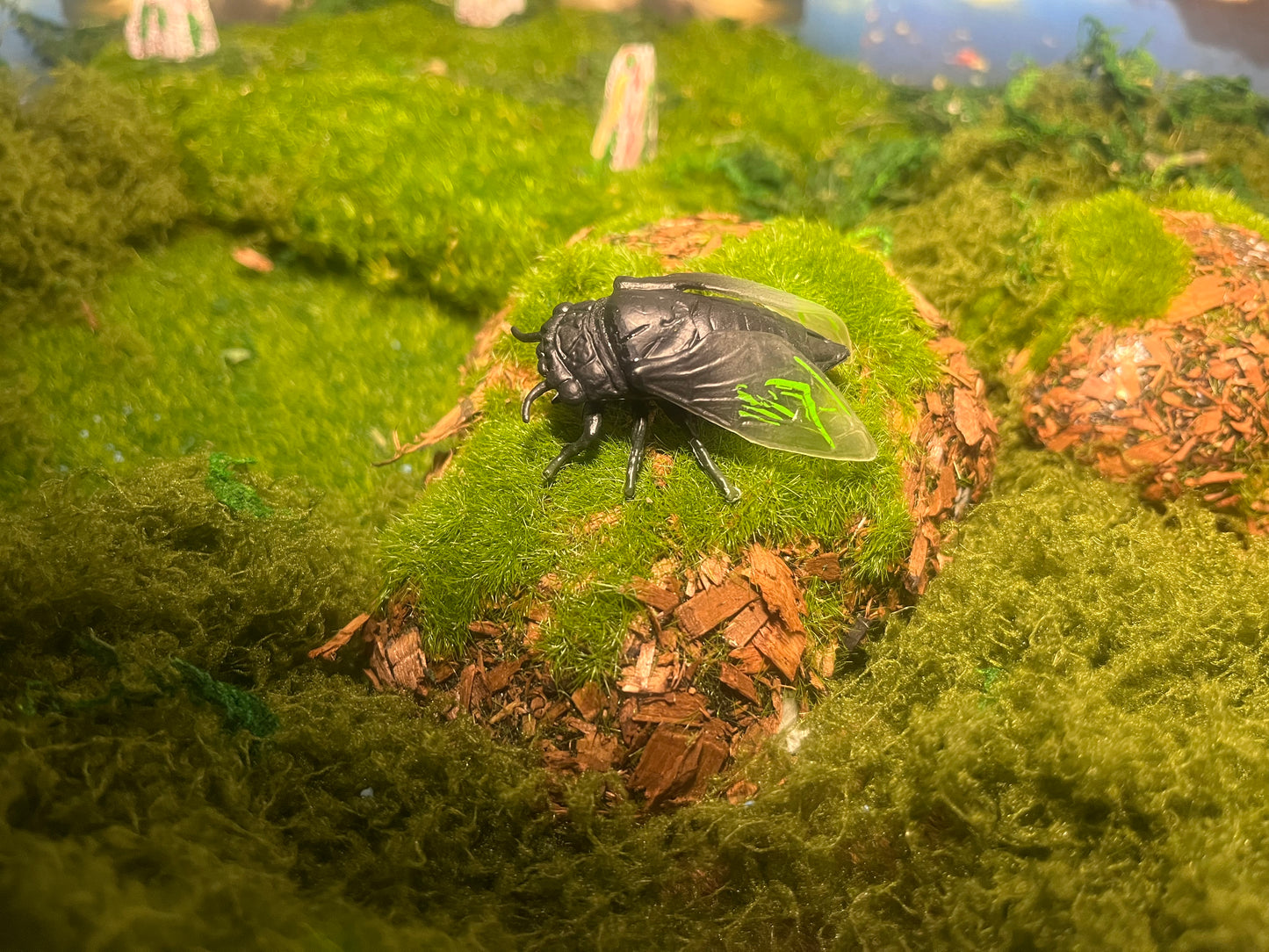 Notre atelier - "Les insectes"