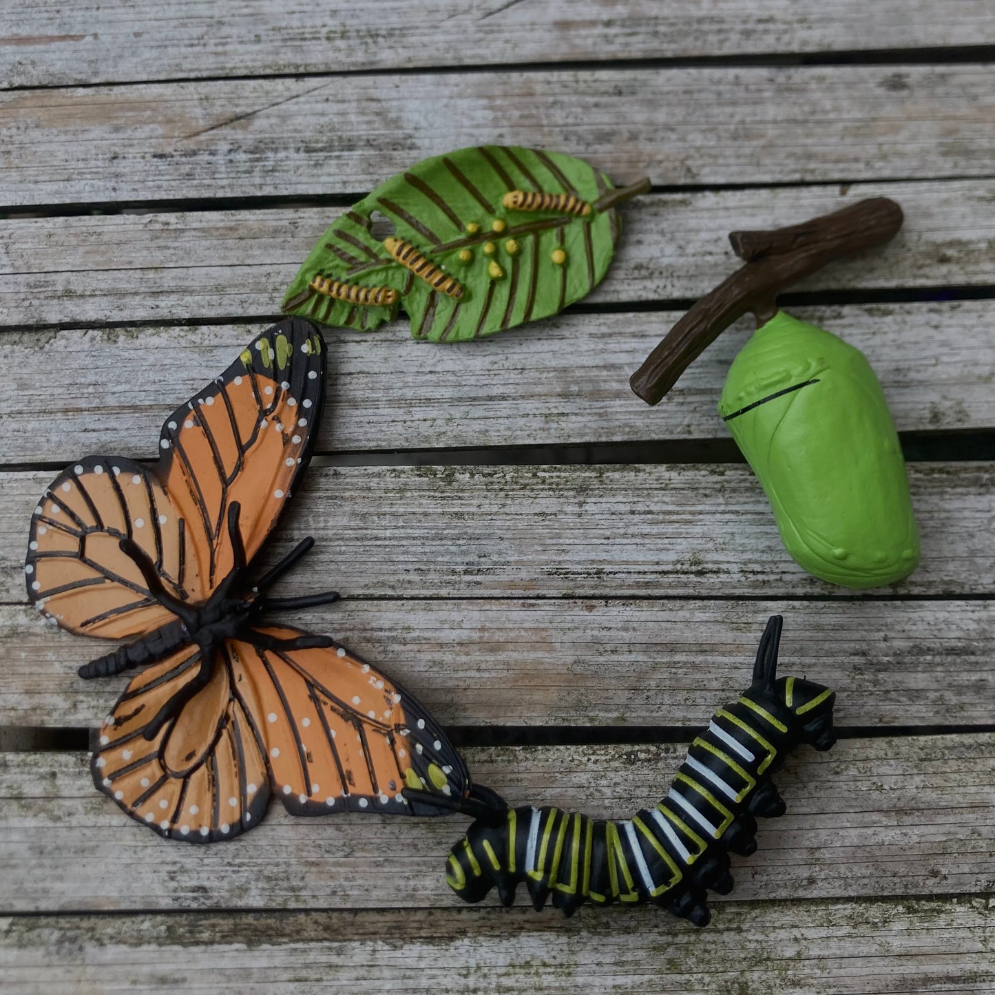 Notre atelier - "Le cycle de vie du papillon"