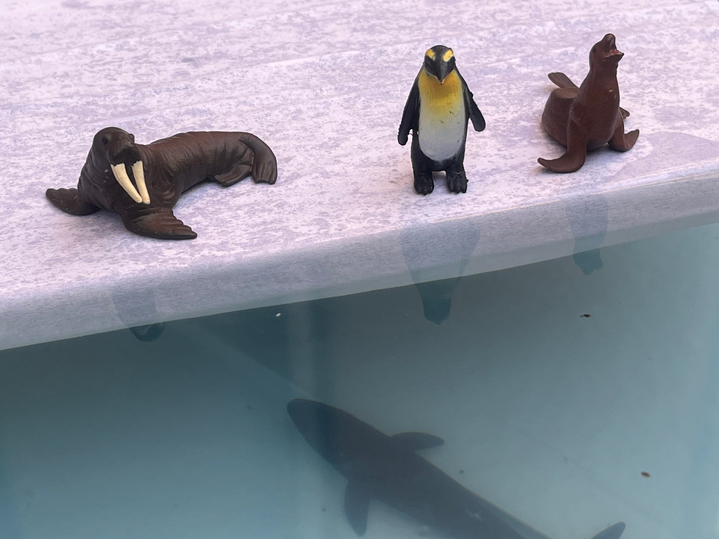 Notre atelier - "Les animaux marins"