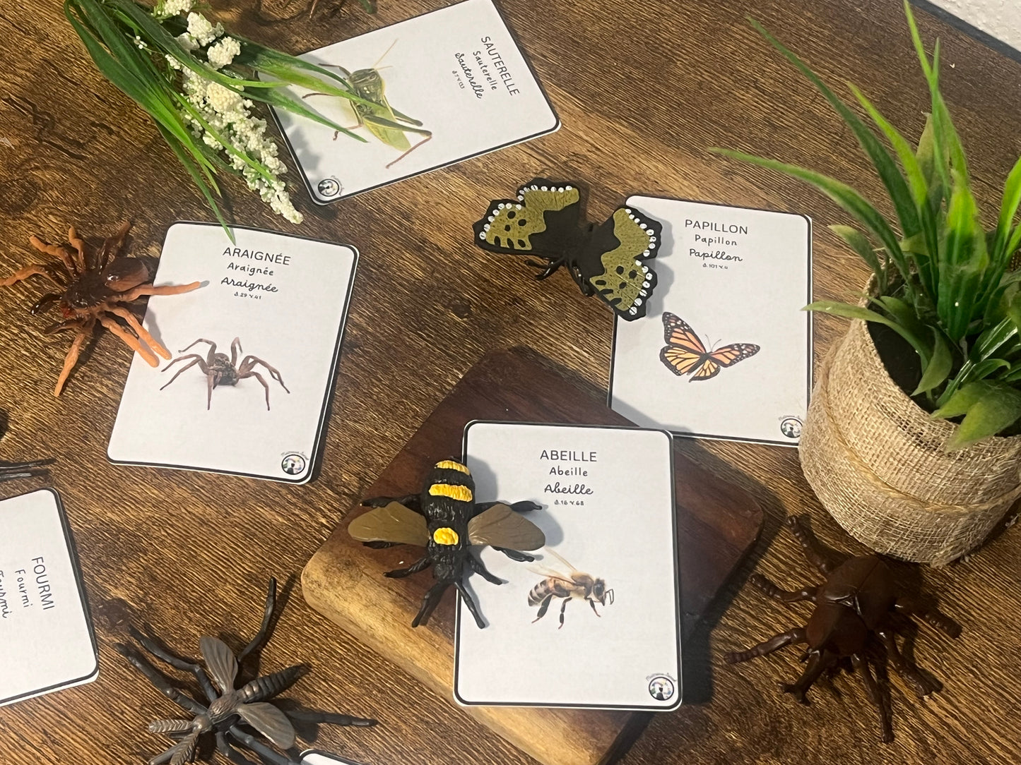 Notre atelier - "Les insectes"